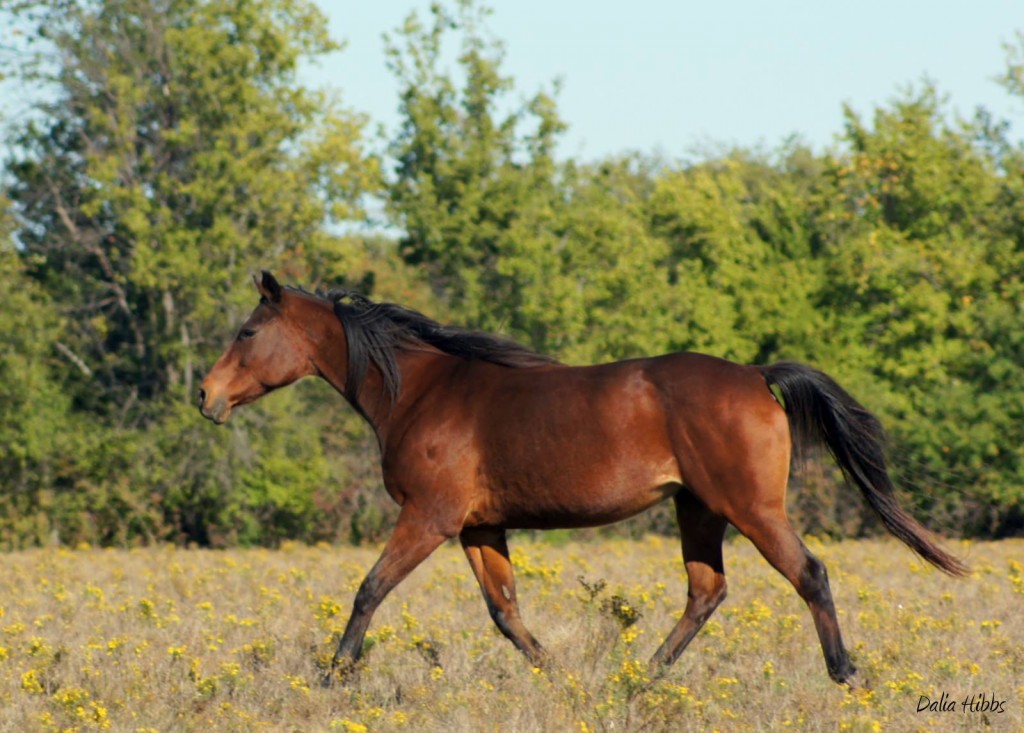 Winning Song playing in the pasture - October 2013