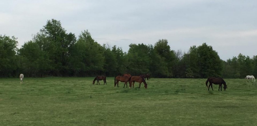 Pasture Boarding Available